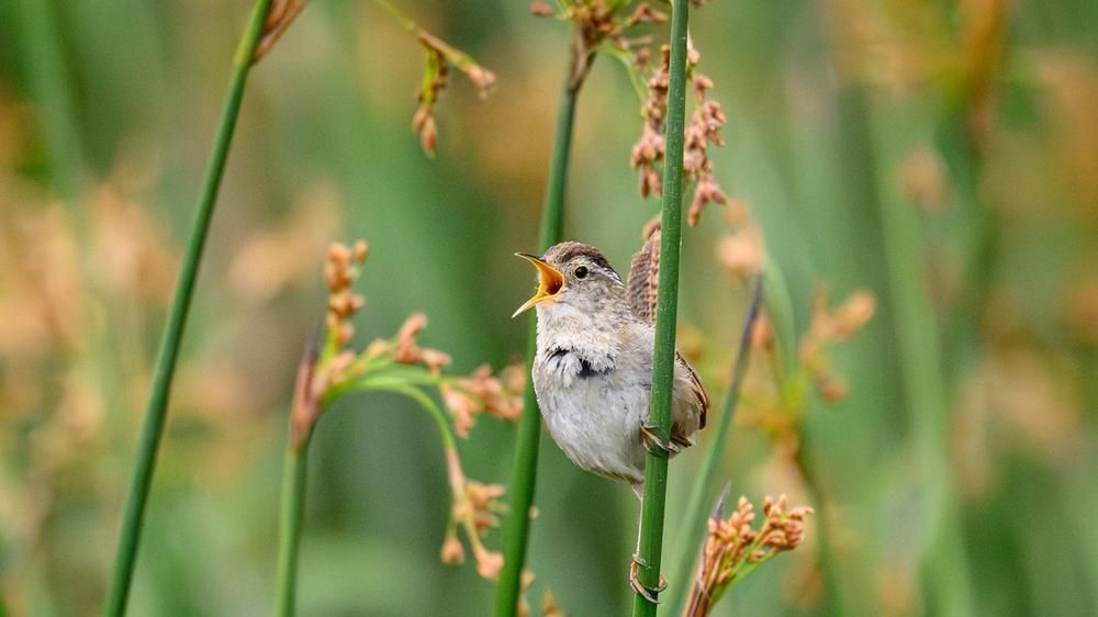 marsh-wren