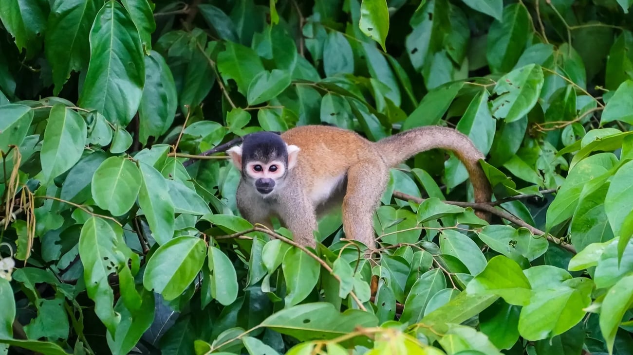 squirrel monkey squirrel monkey