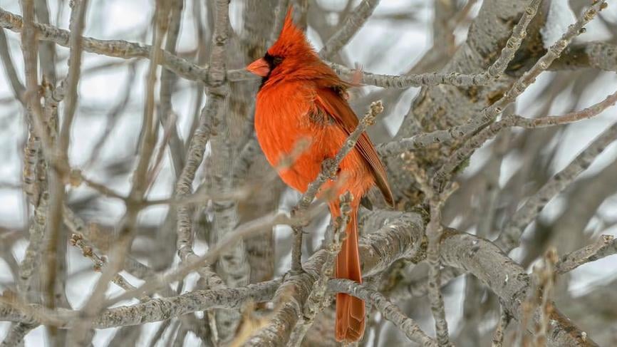 Cardinal Cardinal