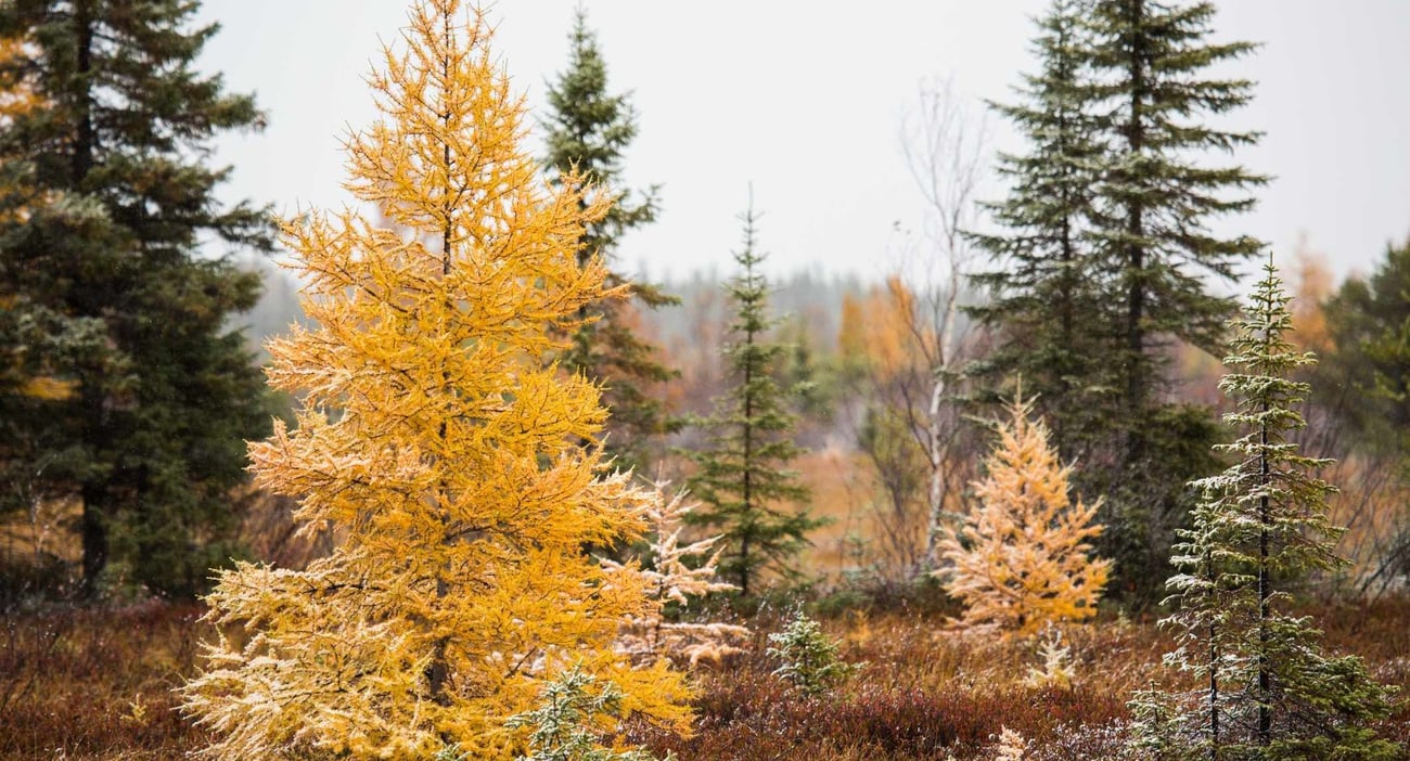 Ronnie Baker Brooks (credit: Paul Natkin) 