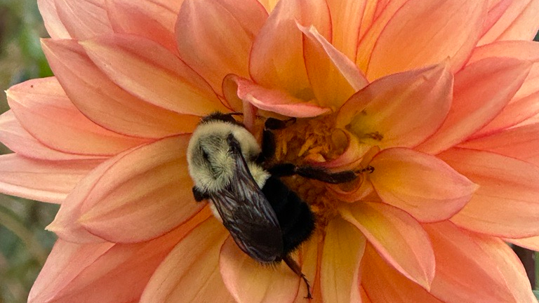 A bumble bee sleeps on a dahlia flower. 