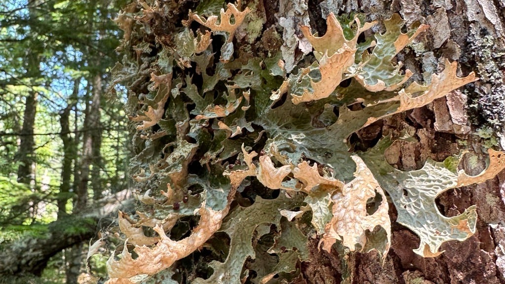 Tree lungwort lichen. Credit: Patty Wetli