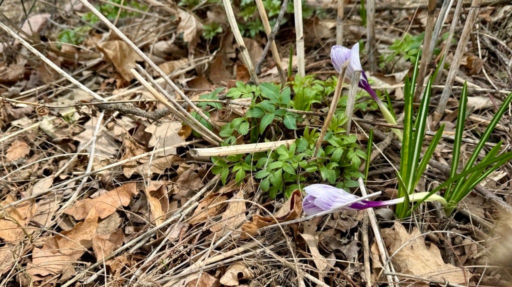 Early spring in the garden is a waiting game. (Credit: Patty Wetli / WTTW News)