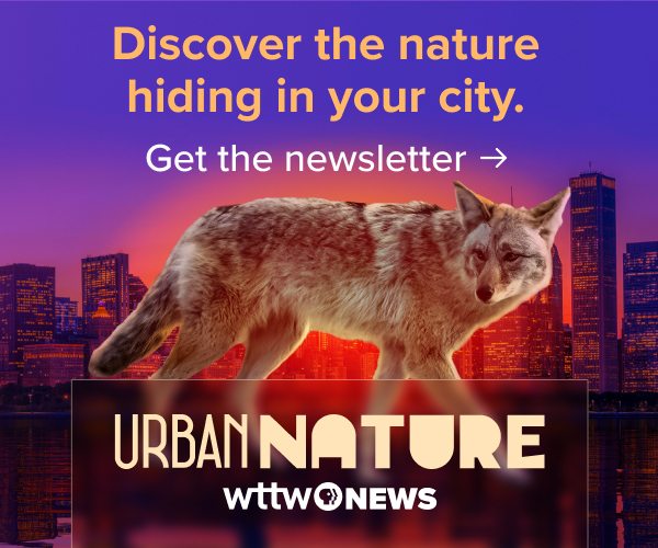 Ad: Discover the nature hiding in your city. Get the newsletter: Urban Nature - WTTW