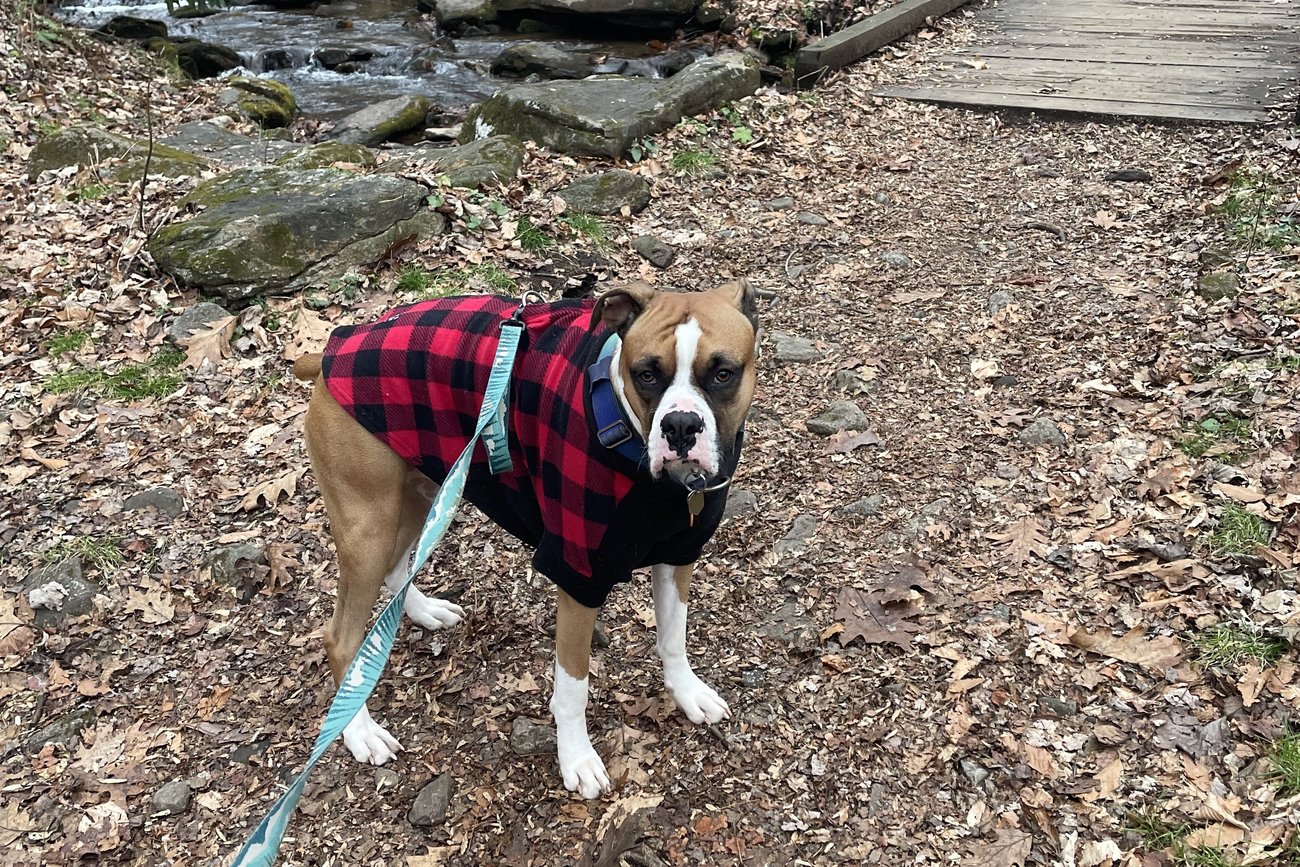 A dog wears a red and black checked jacket on a blue leash in the woods.