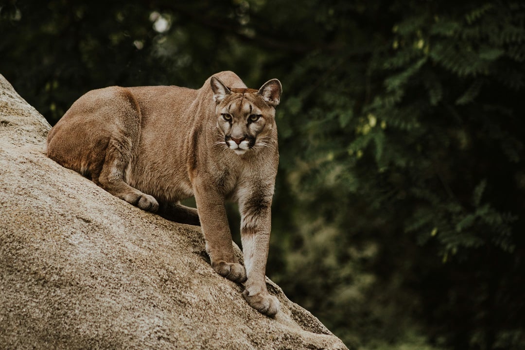 How a Washington state woman narrowly avoided a mountain lion attack
