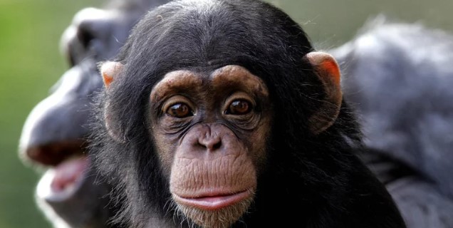 Chimp learn more from mom