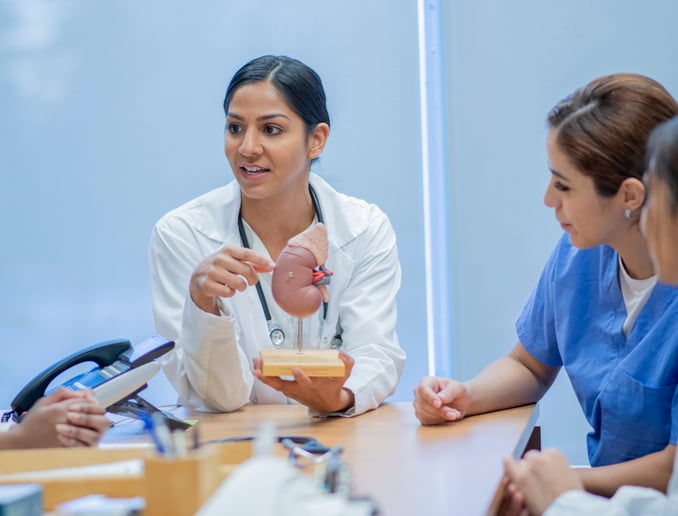 Doctor pointing to an anatomical model of the kidney