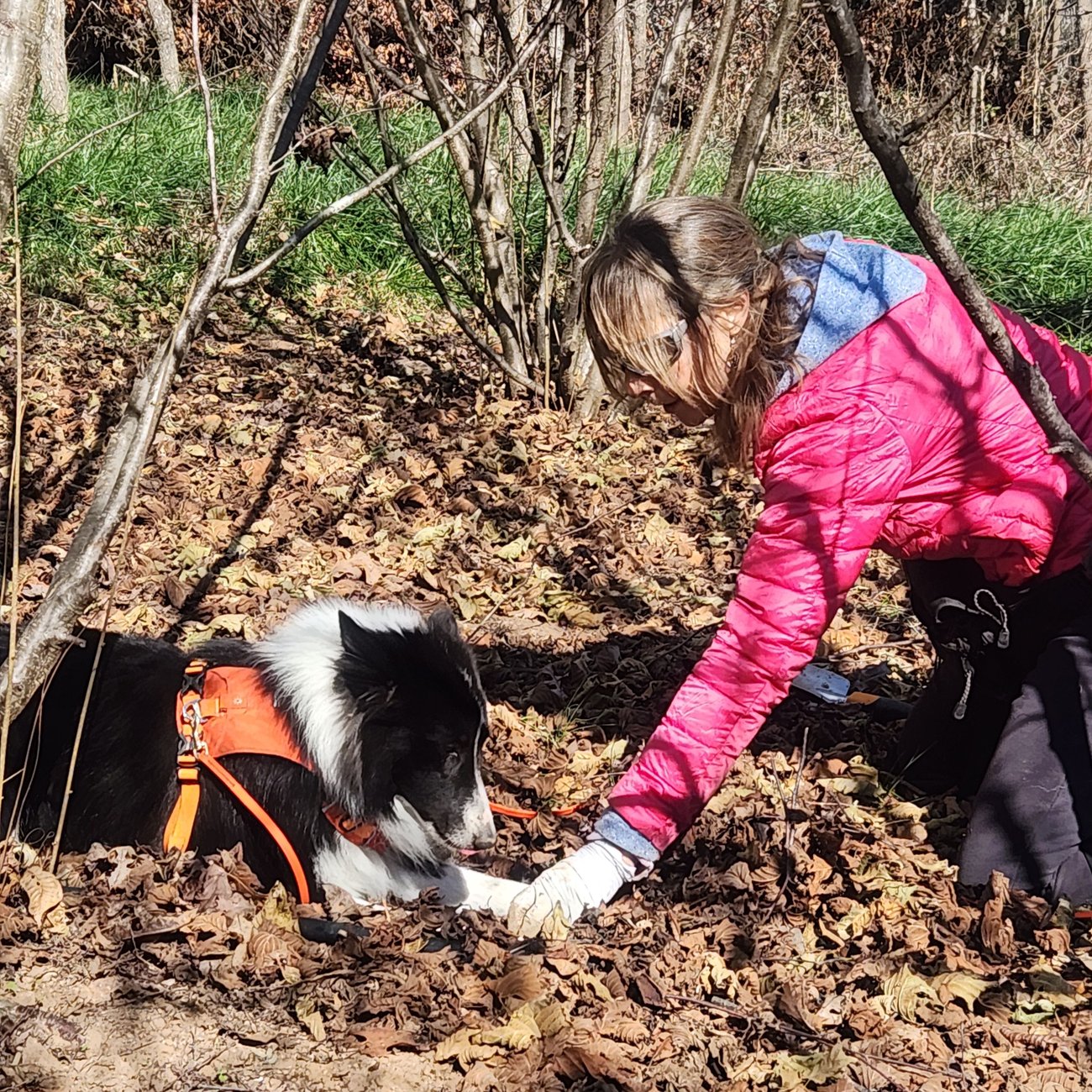 A truffle dog shows her trainer the location of a truffle in December 2024. Photo Credit: NC Alternative Crops and Organic Program