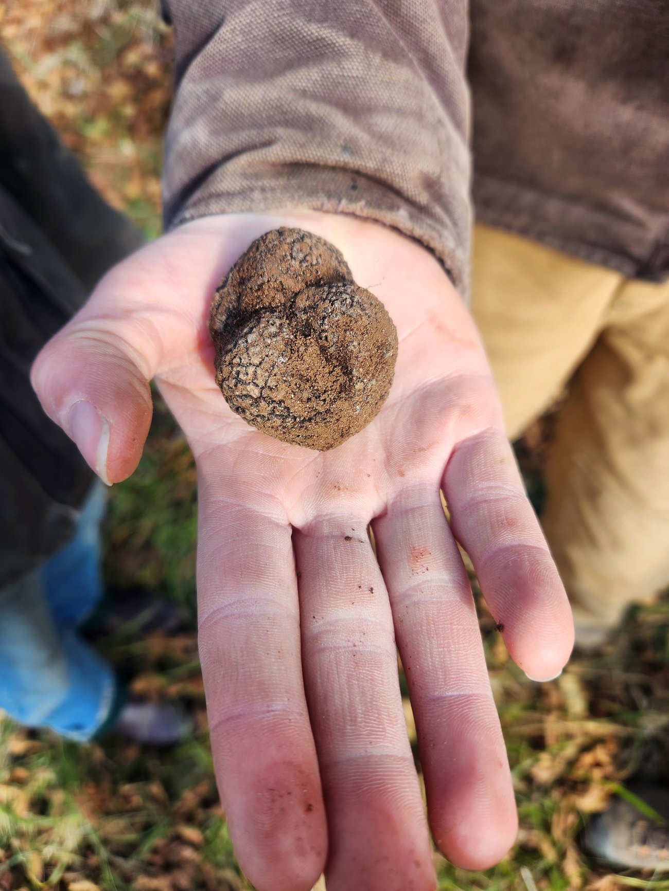 A black winter truffle recently unearthed at a partner farm in NC. Photo Credit: NC Alternative Crops and Organics