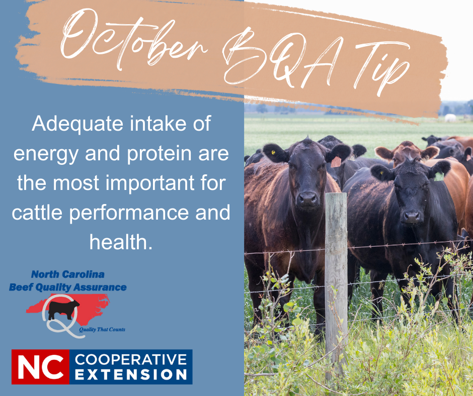 Black cow drinking water from a trough Black cow drinking water from a trough