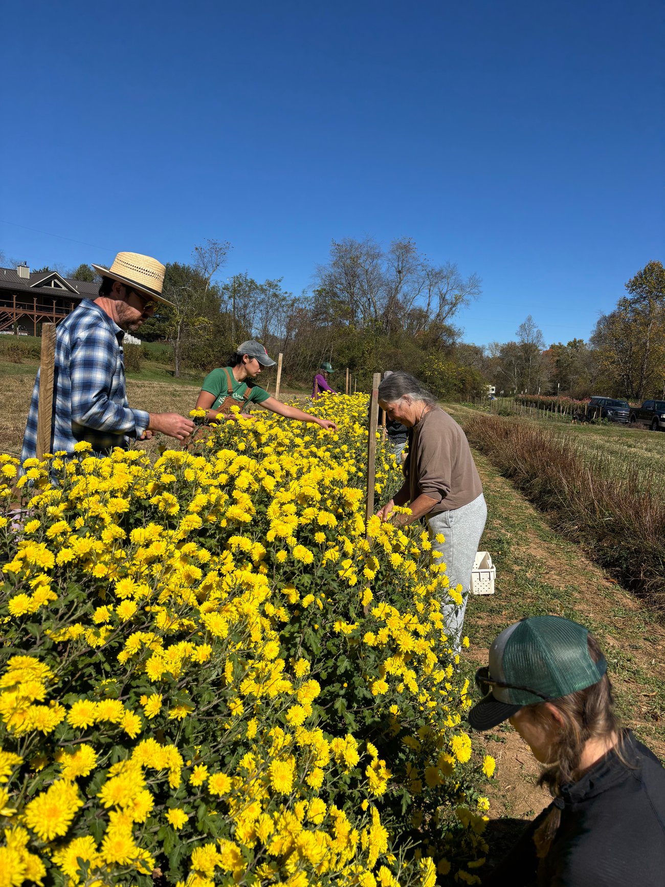 crew picking juhua in the field