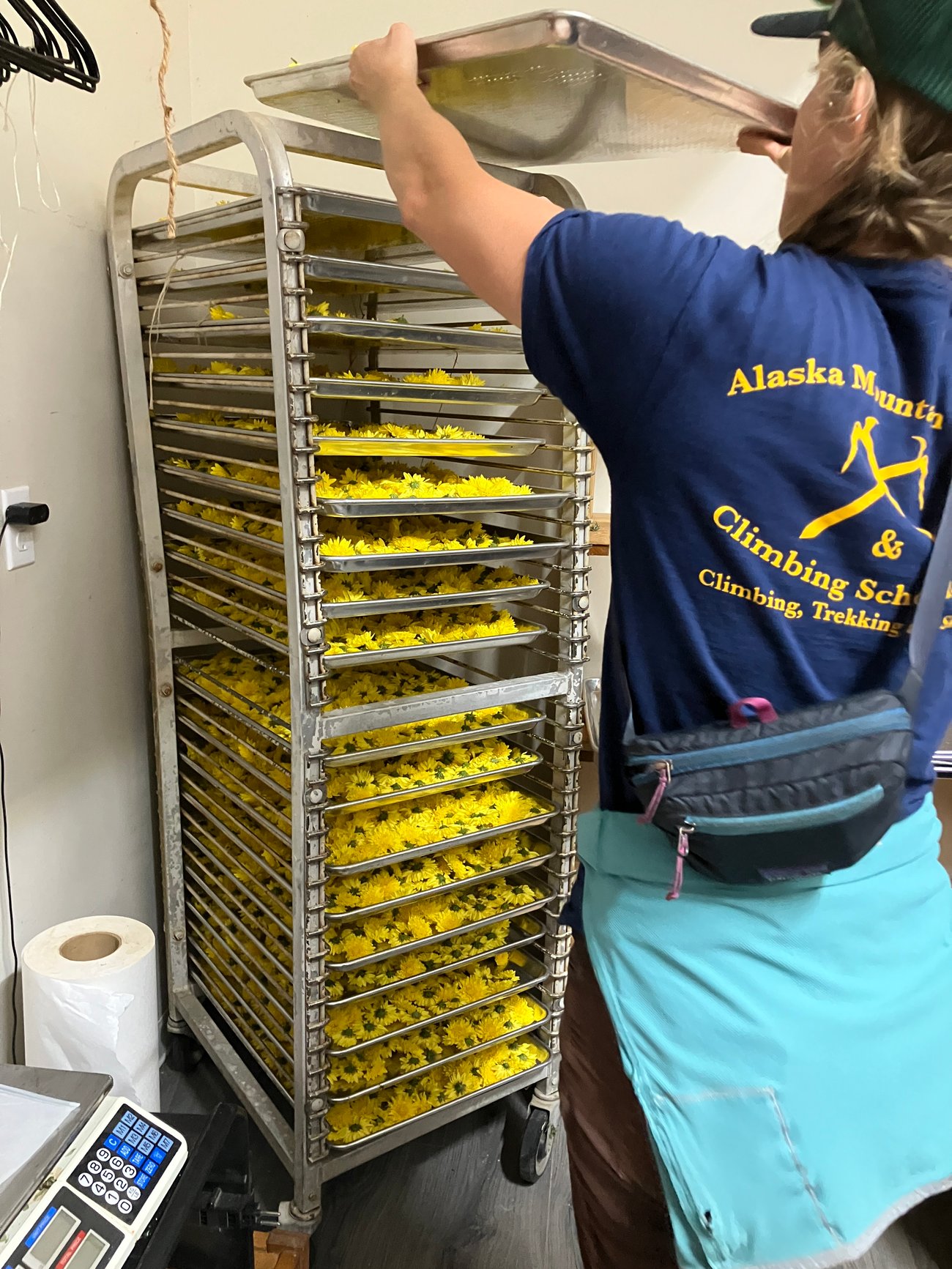 Loading a rack of juhua flowers
