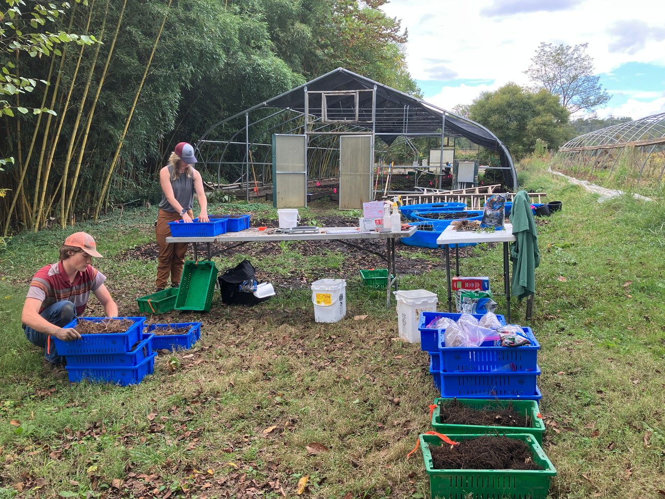 Workers sorting roots into bins outside a greenhouse.