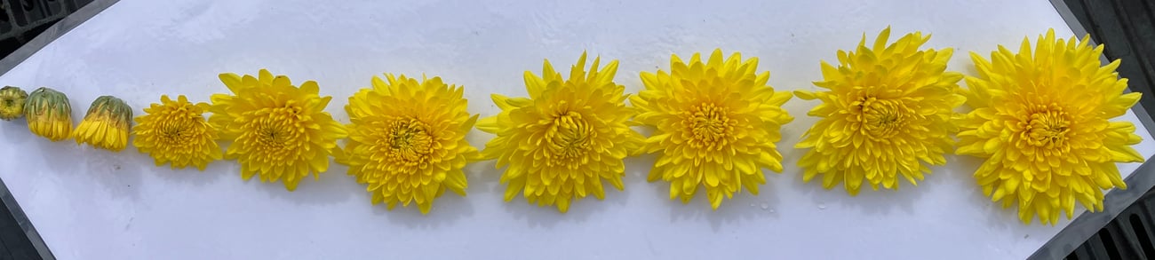 juhua flower development series, 10 flowers from bud to full bloom