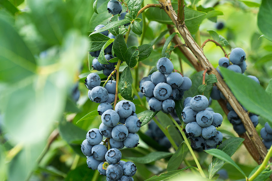 clusters of blueberries on a branch surrounded by green leaves clusters of blueberries on a branch surrounded by green leaves