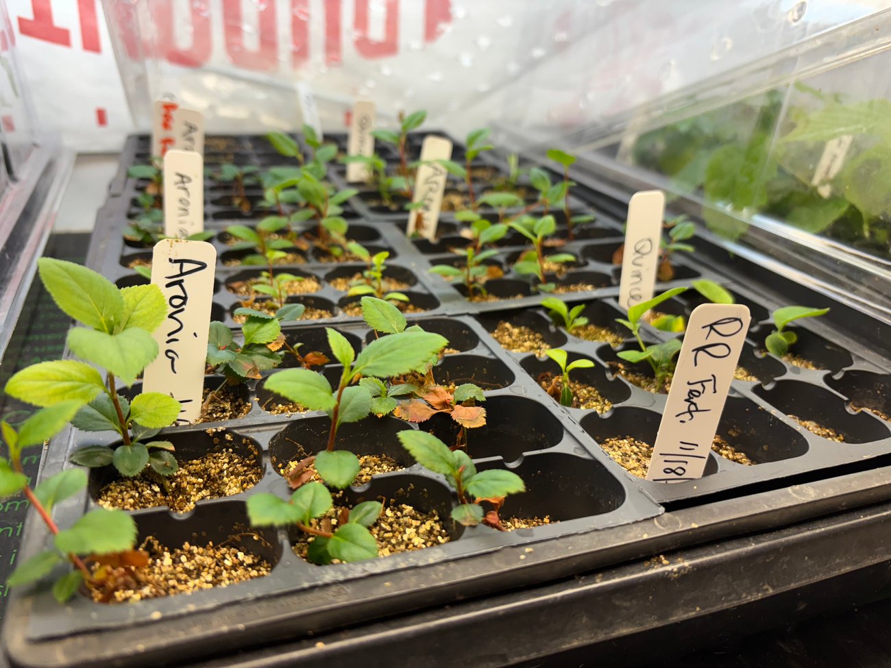 Seedling 6-packs of Aronia and Quince in a lighted growth chamber. Seedling 6-packs of Aronia and Quince in a lighted growth chamber.