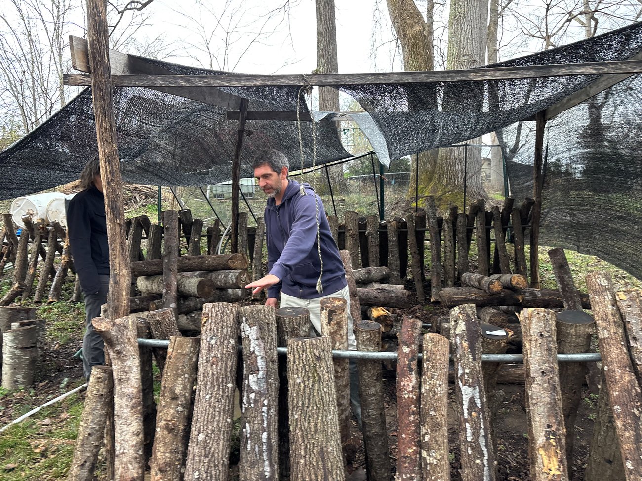 Grower standing in a shade structure behind a row of vertically oriented mushroom logs, with additional logs stacked behind him. Grower standing in a shade structure behind a row of vertically oriented mushroom logs, with additional logs stacked behind him.