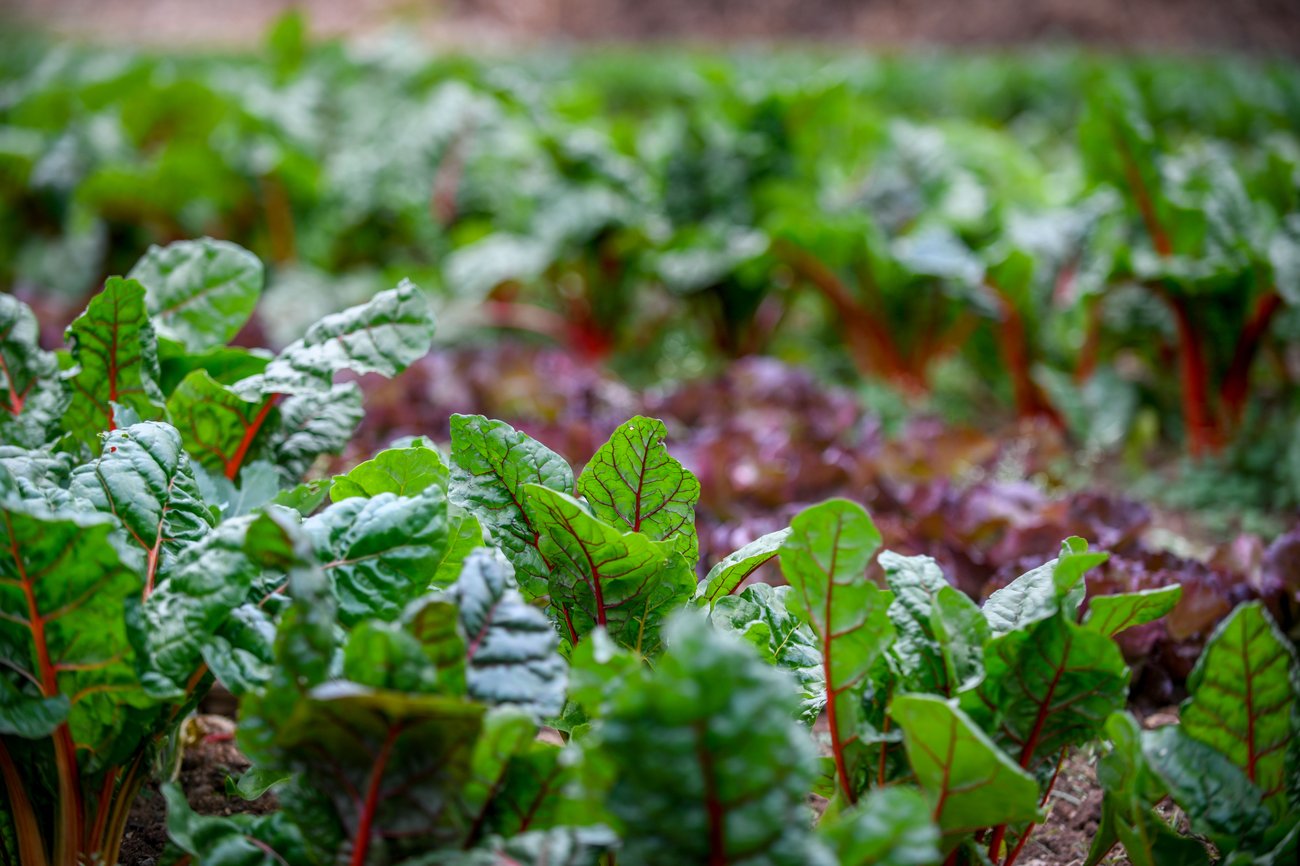 Swiss Chard plants just starting to come up.