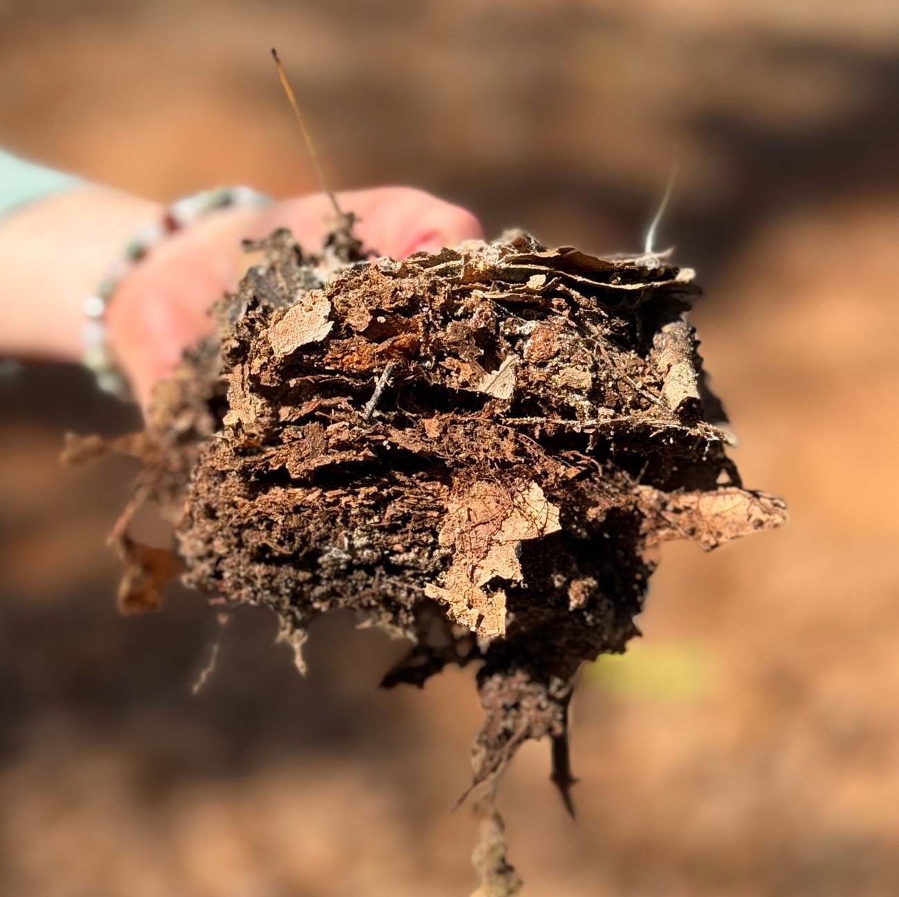 A close-up, side-profile view of a cross-section of forest duff and soil held in a person's hand. The sample shows distinct layers of decomposing organic matter, including compressed brown leaves, pine needles, and dark, damp soil. The background is softly blurred, showing a sun-dappled forest floor in shades of brown and orange.