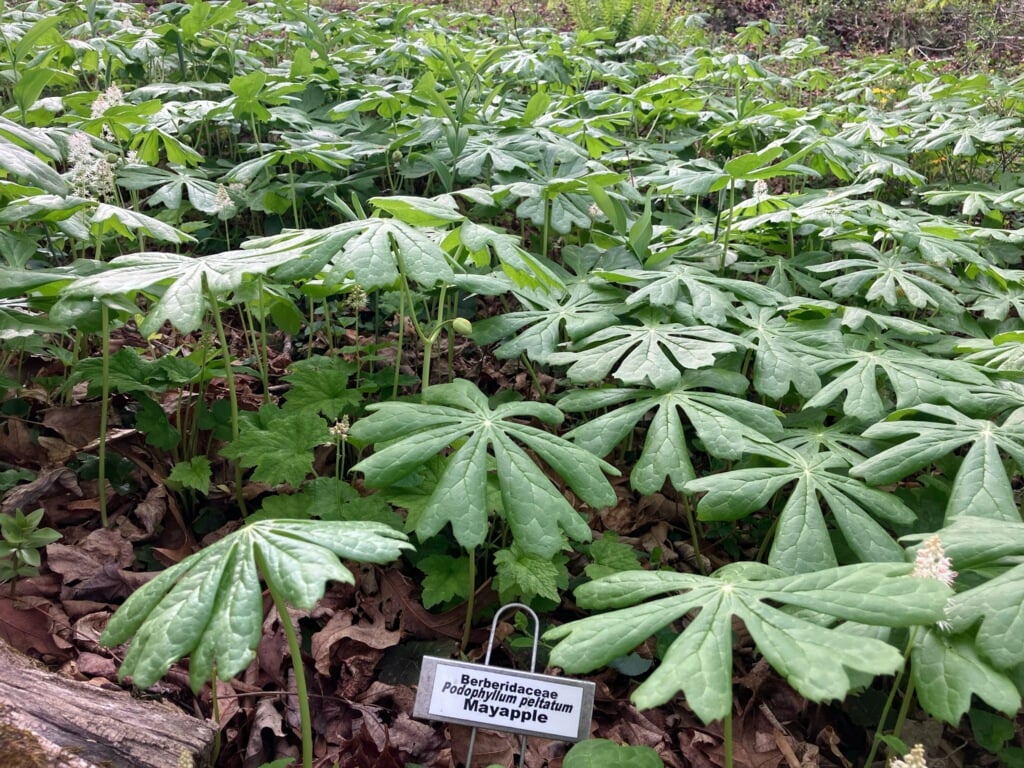 Mayapple with flower bud in a woodland setting, with an ID tag identifying genus, species, and family.