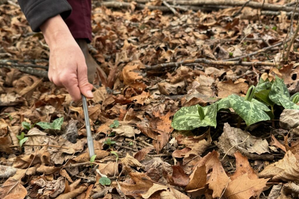 A hand holding a pen and pointing to a small Trillium seedling. To the right of the seedling are 3 full grown Trillium.