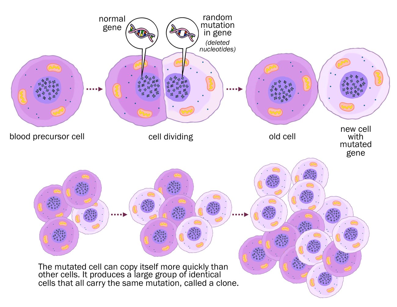 A blood precursor cell dividing and growing into a clone