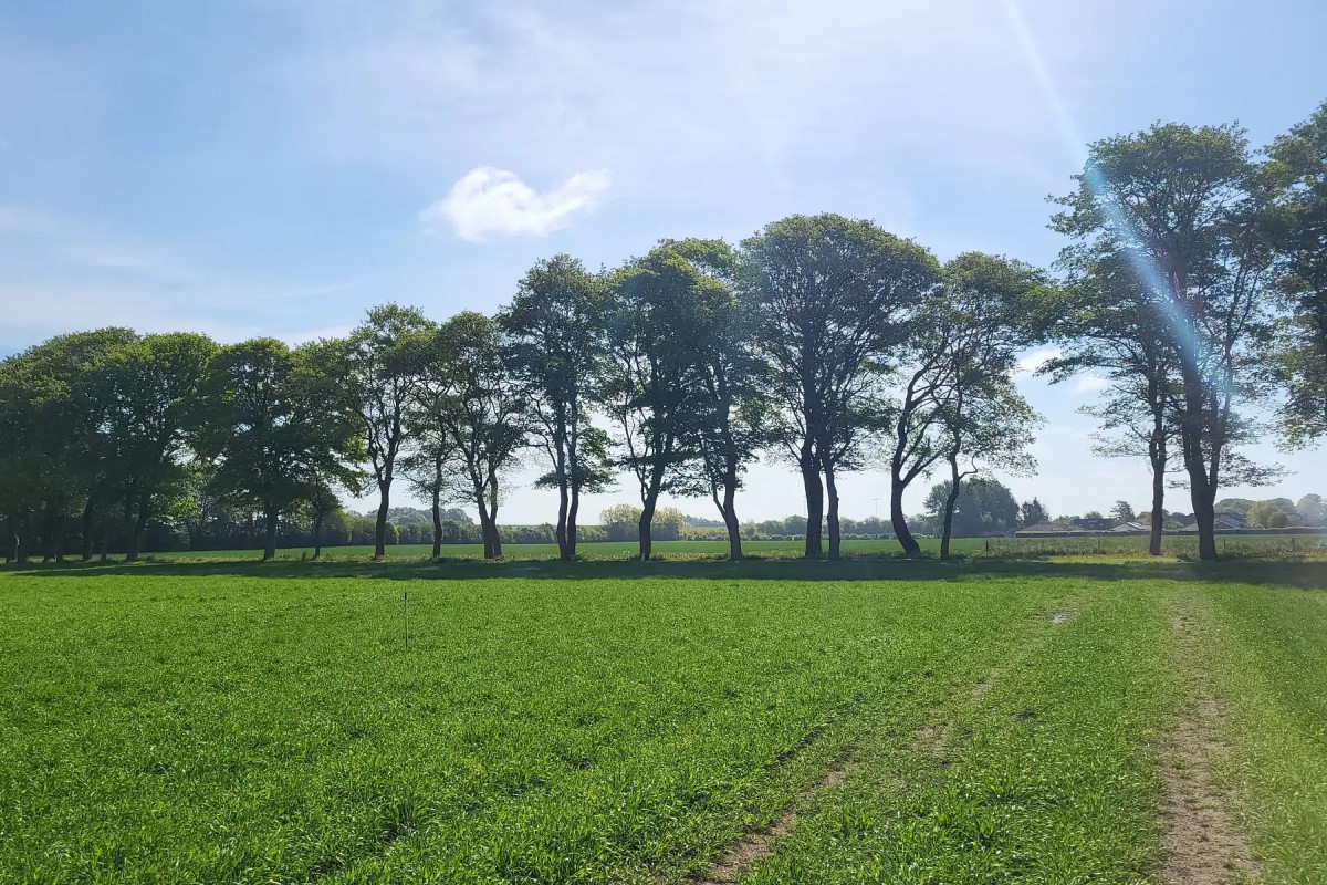 Photo of Sillebro Ådal showing a wooden bridge crossing a lake