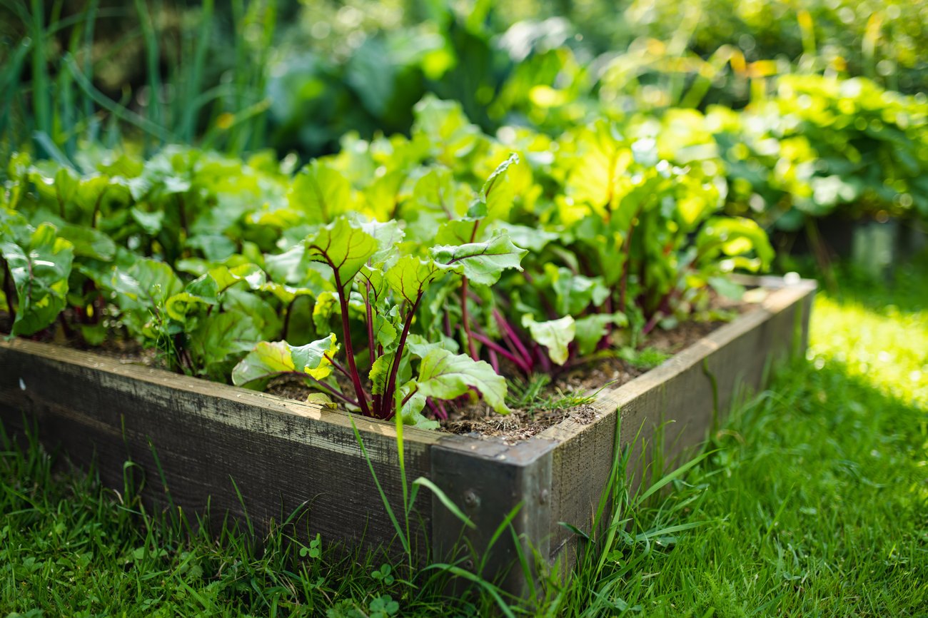 Rödbetsodling i pallkrage, foto: MNSTUDIO, Mostphotos Rödbetsodling i pallkrage, foto: MNSTUDIO, Mostphotos