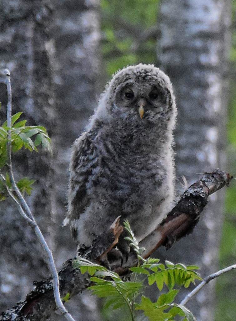 Slaguggleunge, foto: Johan Hedberg Slaguggleunge, foto: Johan Hedberg