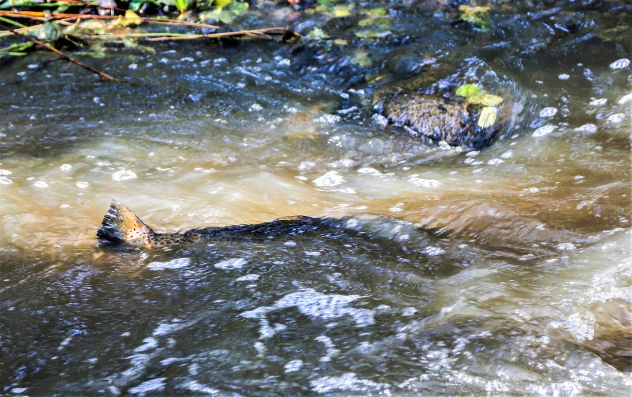 Lekande havsöring i Haninge, foto: Johan Bjurer, Mostphotos Lekande havsöring i Haninge, foto: Johan Bjurer, Mostphotos
