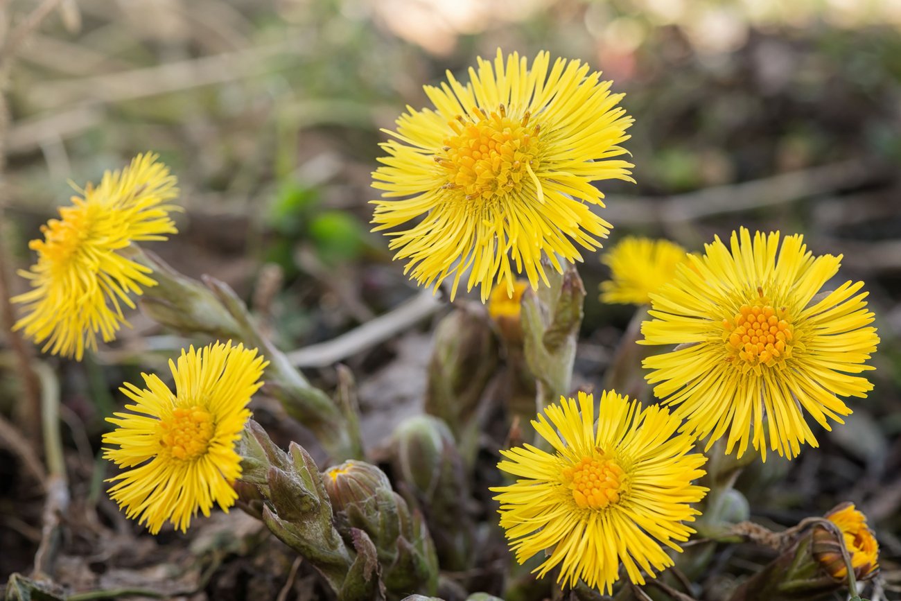 Tussilago i närbild, foto: Stefan Holm, Mostphotos