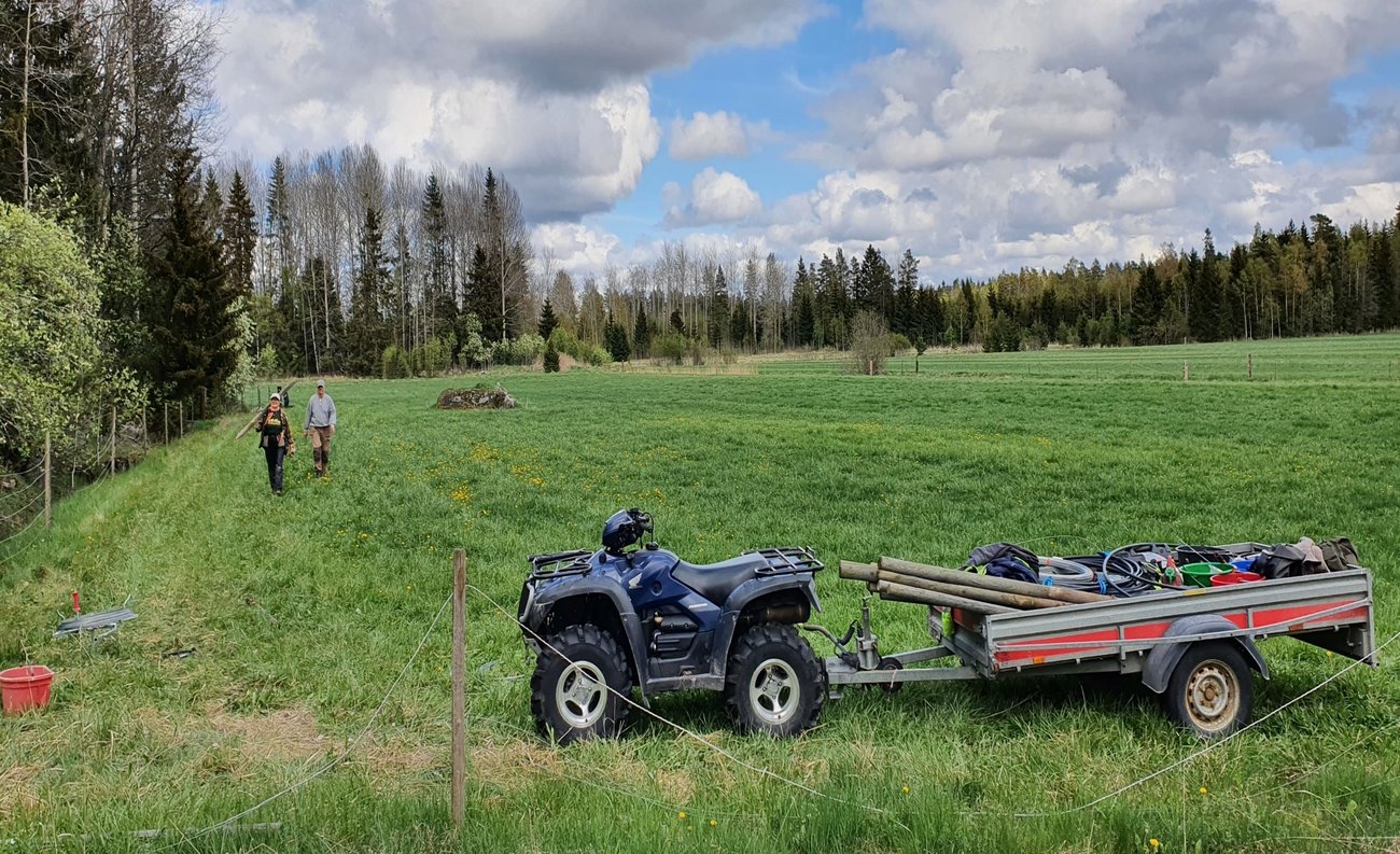 Rovdjursstängsling i Söderbärke, foto: Per Axell Rovdjursstängsling i Söderbärke, foto: Per Axell
