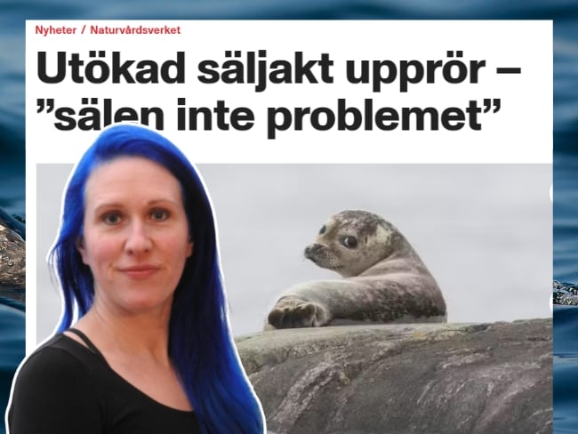 Ida Carlén på Naturskyddsföreningen, en nyhetsrubrik och en säl.