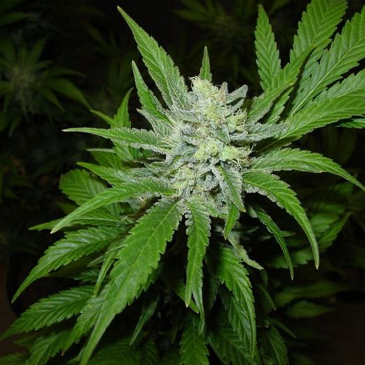 Marijuana plant