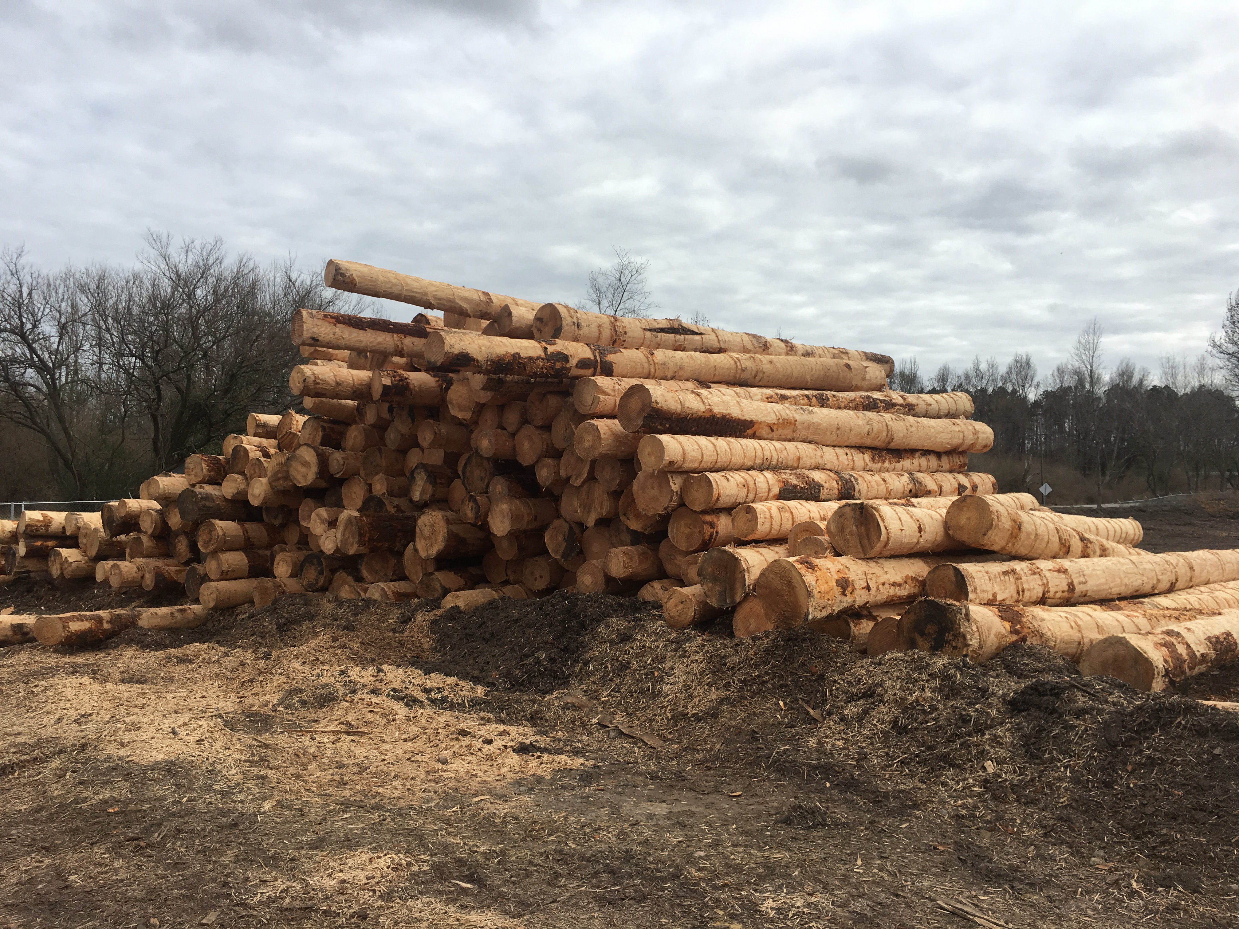 Joseph O'Brien, USDA Forest Service, Bugwood.org