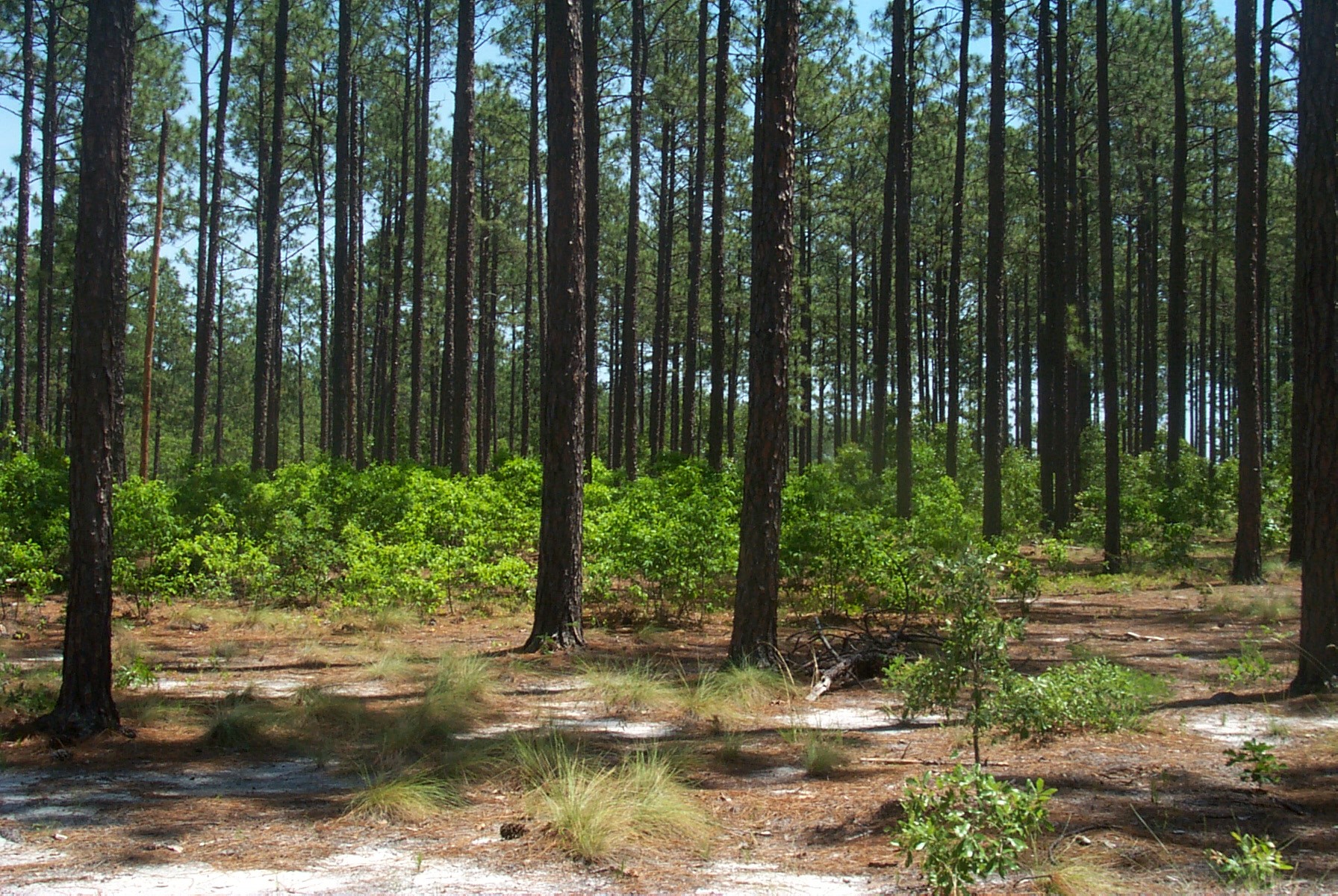 Joseph O'Brien, USDA Forest Service, Bugwood.org