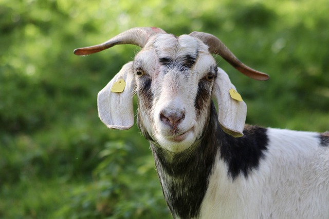 goat with horns