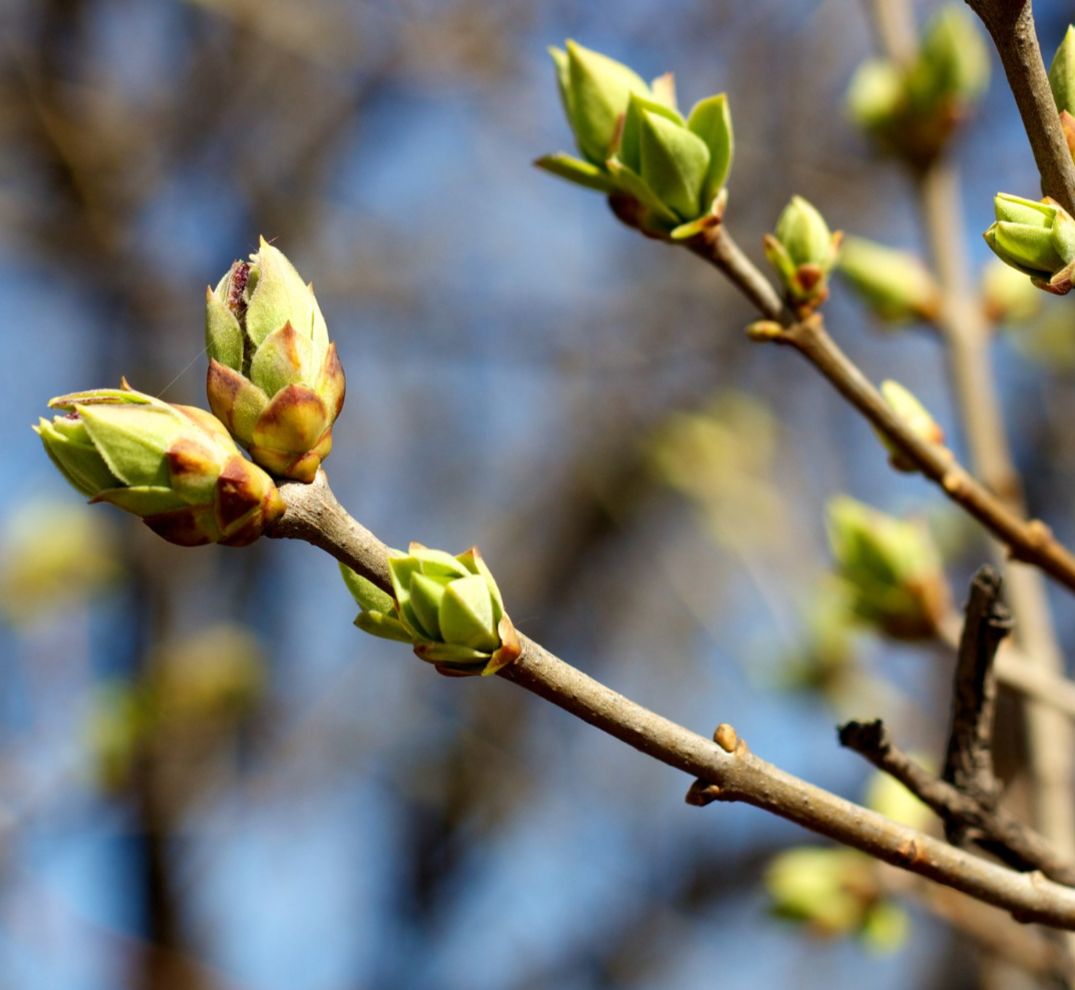 Image of a budding plant.