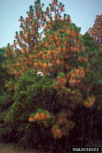 Drought Stress in Loblolly Pine
