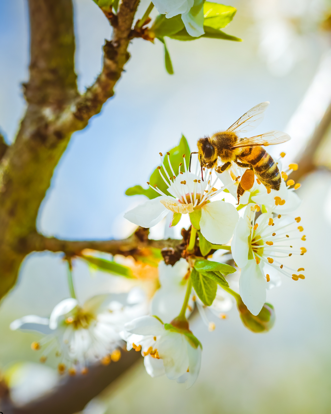 Honey bee landing on a cherry tree blossom.
