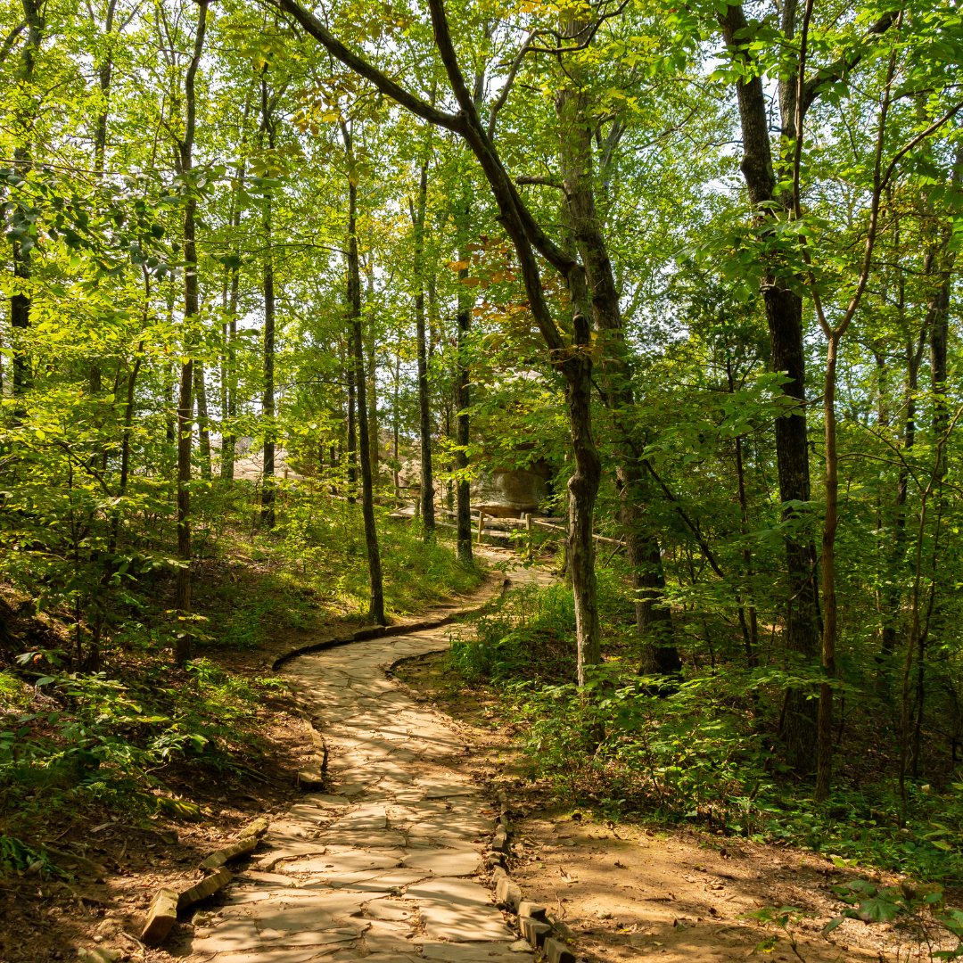 Trail winding through green forest.