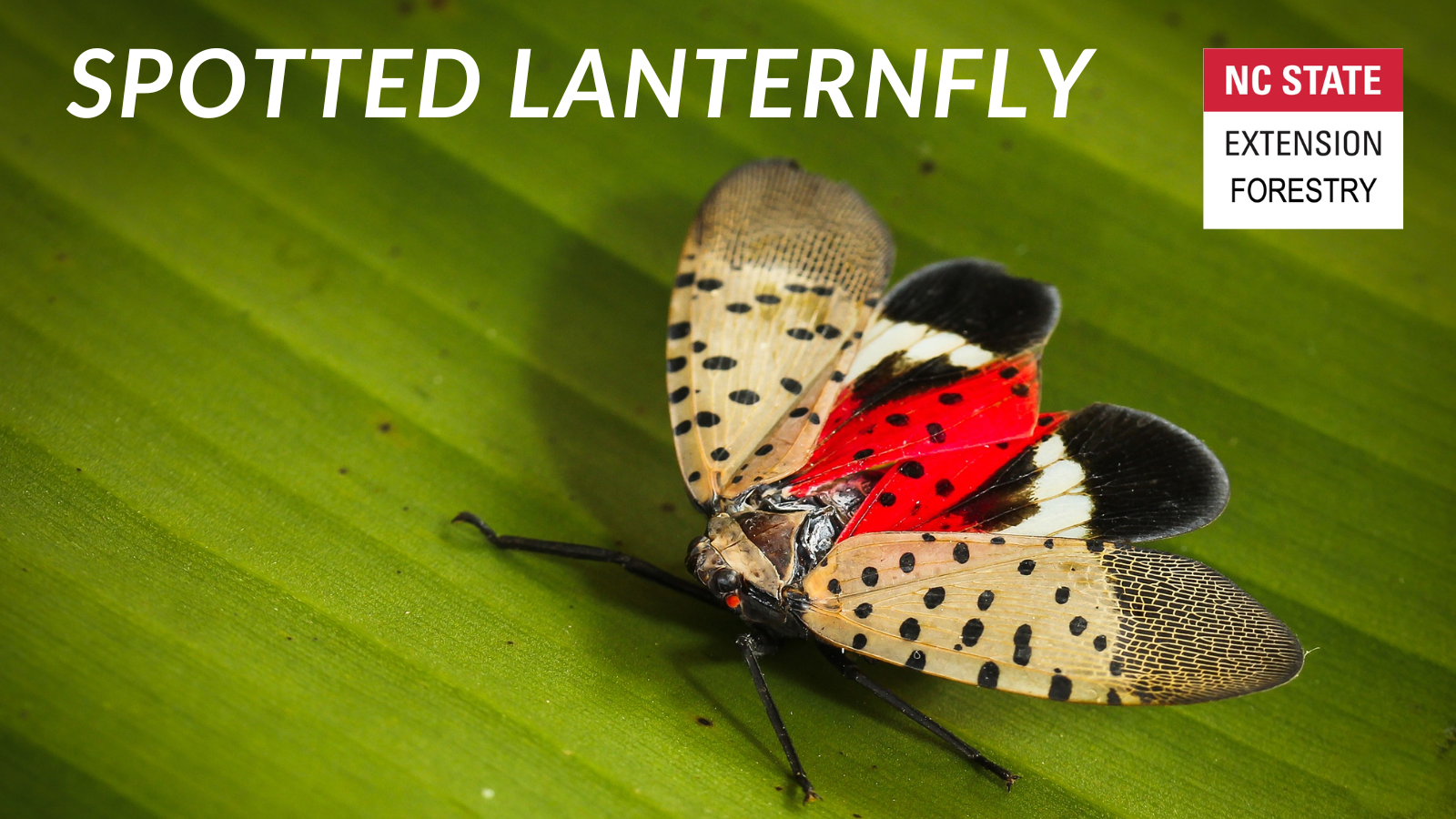 Adult spotted lanternfly resting on a leaf with swings spread. Words read, "Spotted Lanternfly. NC State Extension Forestry."