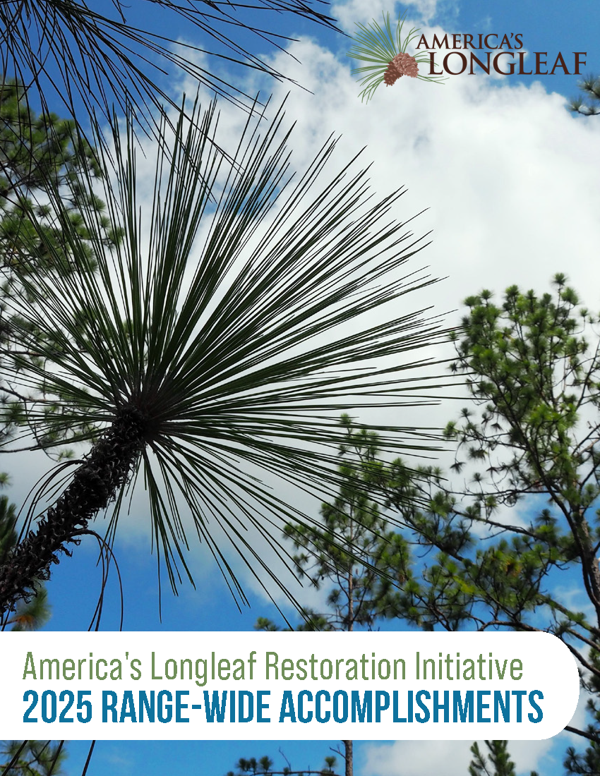 Cover of the report. Words read, "America's Longleaf Restoration Initiative 2025 Range-wide accomplishments."