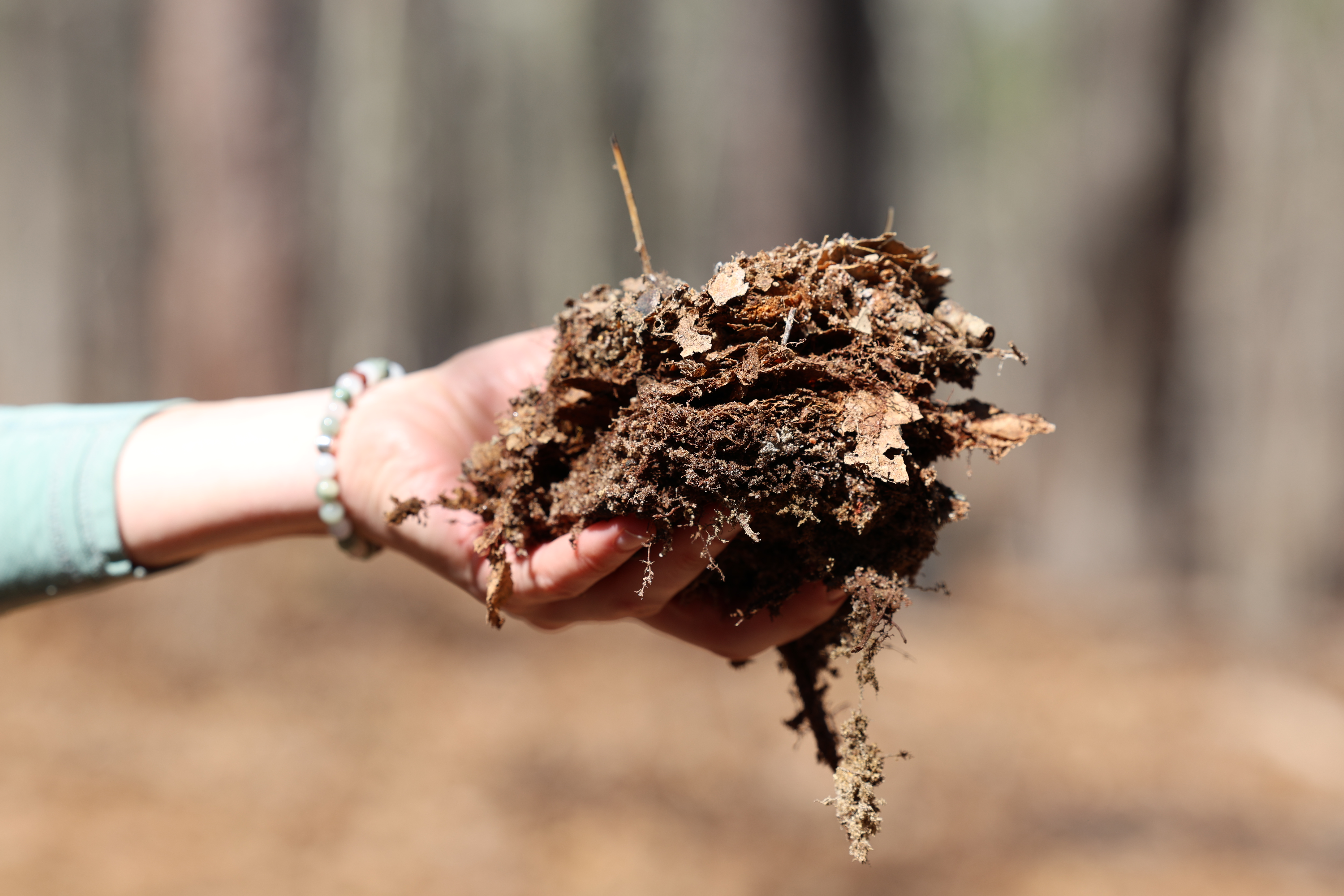 CAFMS Coordinator Lindsey Hosier holds up a “duff brownie” (thick layer of duff) to better understand its structure and potential for smoldering. Photo Credit: Jenna Abernethy