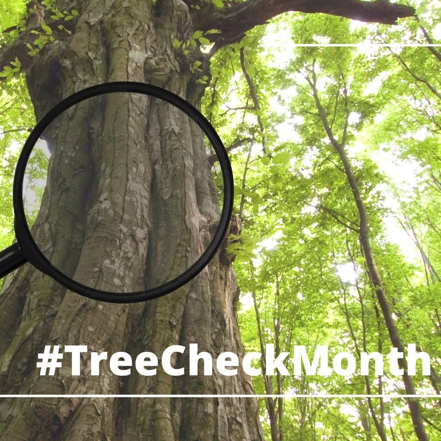 Image of a tree with a magnifying glass and the words "Tree Check Month"