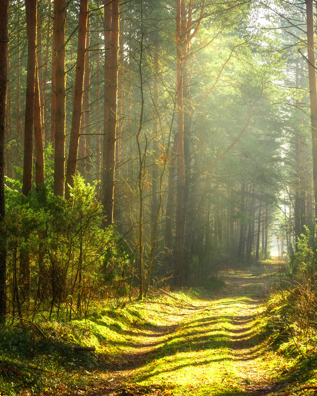 Over an image of lumber are the words, "NC State Extension Forestry. 2026 2nd quarter price report." Below is a table reading, "Product Price Previous quarter Percent change Pine pulpwood $ 7.02 $ 8.33 -15.7% Pine chip-N-saw $ 20.34 $ 22.62 -10.1% Pine sawtimber $ 27.66 $ 27.05 2.3% Hardwood pulpwood $ 5.15 $ 5.56 -7.4% Mixed hardwood sawtimber $ 28.03 $ 28.46 -1.5% Oak sawtimber $ 48.96 $ 45.58 7.4%."
