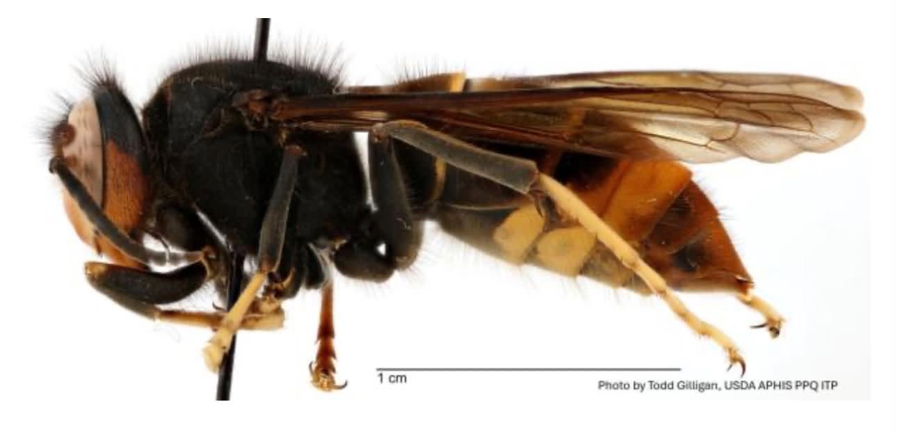 Side view of a yellow-legged hornet.