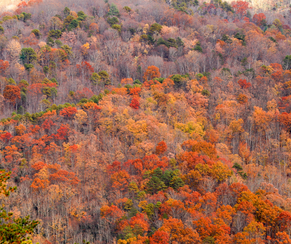 Aerial view of trees in the blue ridge mountains during fall displaying fall hues.