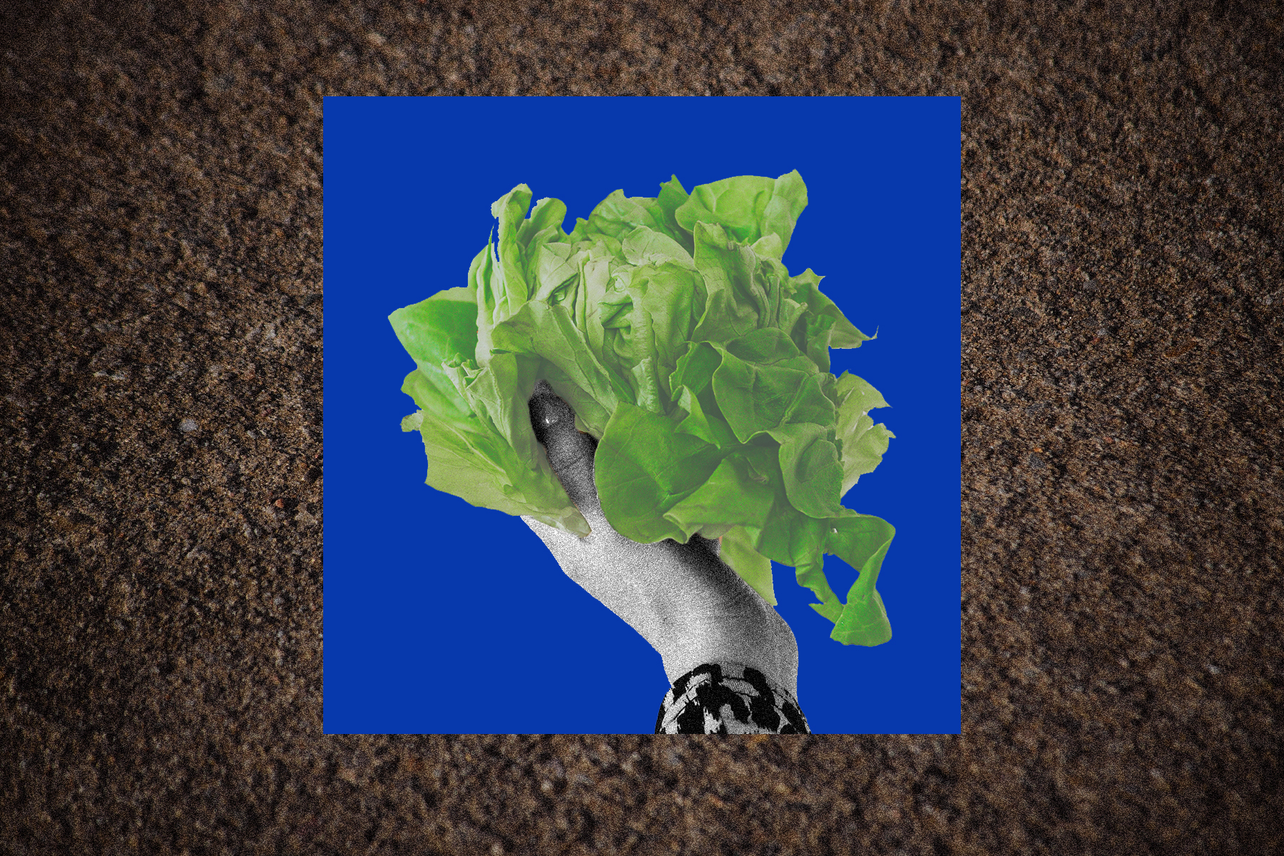 Image of a hand holding up lettuce against a blue and brown background.